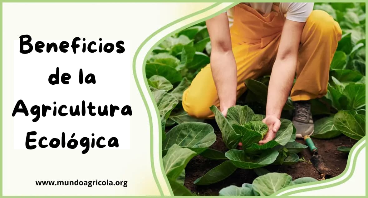 Beneficios de la agricultura ecológica